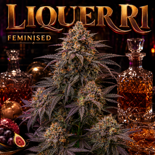 A large, highly detailed cannabis flower bud centered in a dark, luxurious still life with the text 'LIQUER RI' and 'FEMINISED' at the top. The bud is surrounded by glass decanters filled with amber liquor, grapes, a fig, and a gold apple on a dark background.