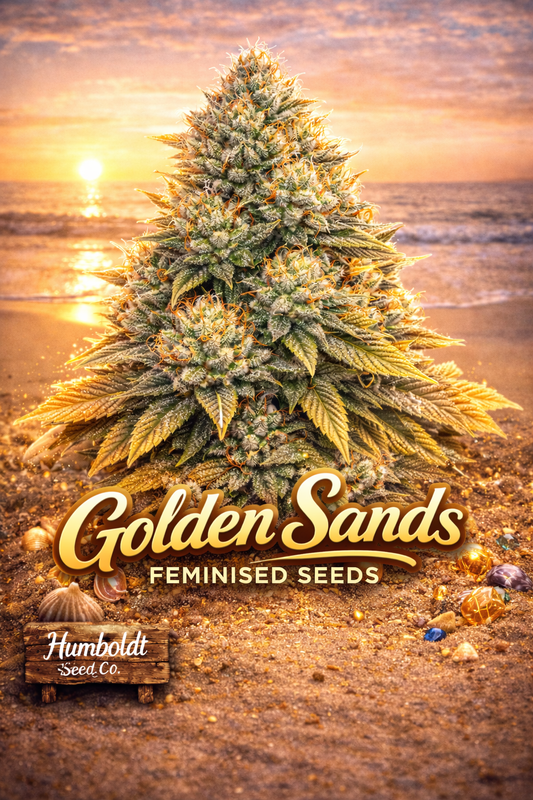 Hyper-realistic Golden Sands Feminised Seeds artwork by Humboldt Seed Co., featuring a frosty golden-toned cannabis plant on a sunset beach with seashells, gemstones, warm lighting, and bold Golden Sands typography with “Feminised Seeds” beneath.