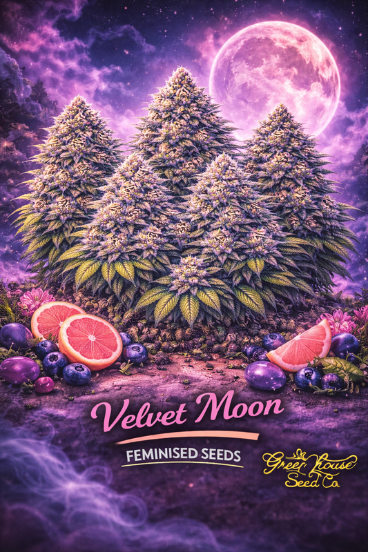 A realistic Velvet Moon cannabis plant cluster under a glowing purple moon with berries and grapefruit in the foreground, with the strain name and Greenhouse Seed Co. logo visible.