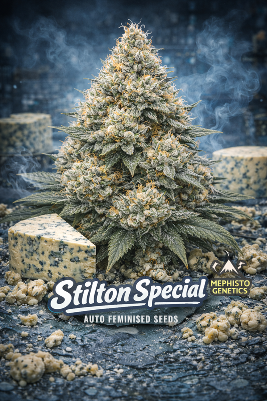 Stilton Special Auto Feminised Seeds – Mephisto Genetics — ultra-realistic frosty cannabis plant with dense buds and orange pistils surrounded by chunks and crumbles of blue Stilton cheese; cool moody blue-toned background with light smoke; bold white Stilton Special text and Mephisto Genetics logo at the bottom; no cultivation elements.