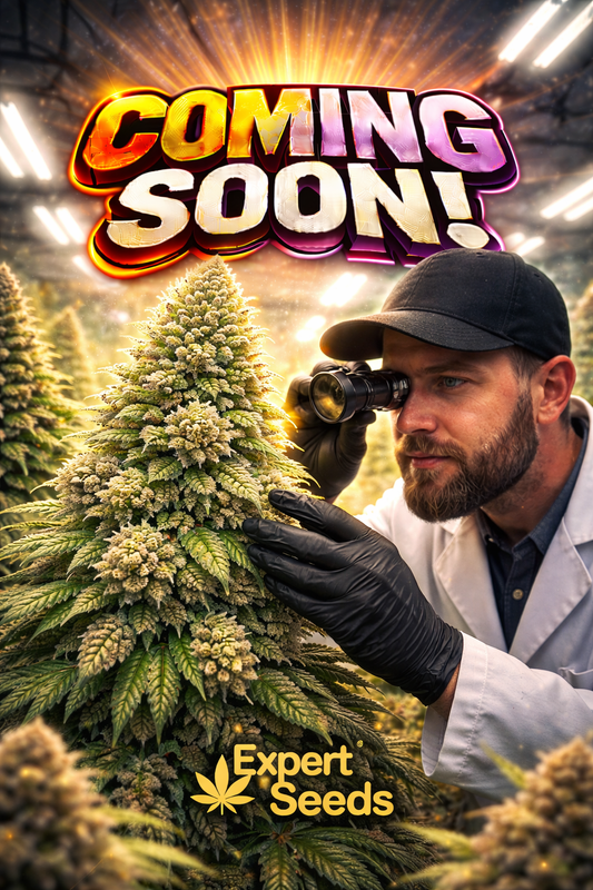 New York Diesel Auto Feminised Seeds – Expert Seeds – Expert Seeds cannabis seeds (coming soon)