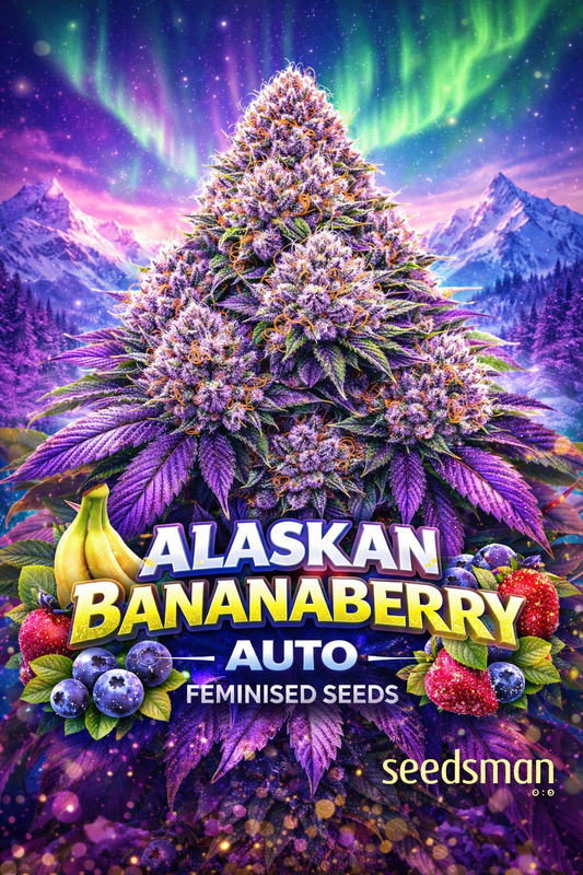 Hyper-realistic promotional image of a large frosty purple Alaskan Bananaberry Auto cannabis bud, with dense trichomes and bright orange pistils, set against snowy Alaskan mountains and the aurora borealis. Tropical banana and mixed berry accents surround the bold “Alaskan Bananaberry Auto Feminised Seeds” text, with the Seedsman logo at the bottom.