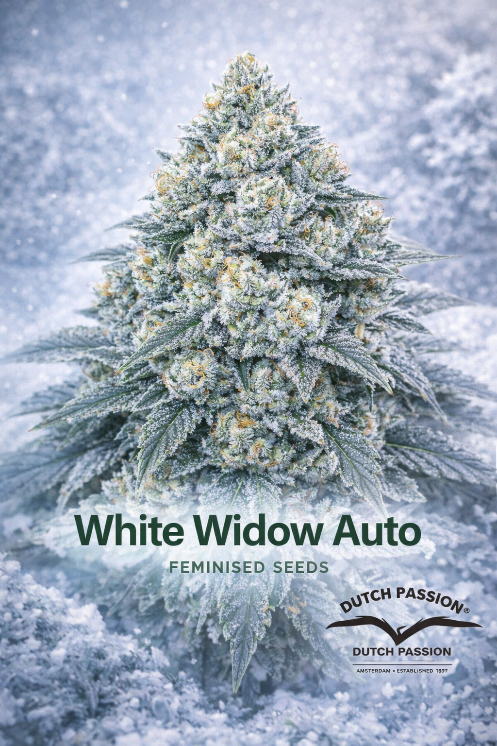 White Widow Auto cannabis plant artwork covered in heavy white trichomes, giving a snowy appearance. The plant sits against a frosty winter-style background, with large “White Widow Auto Feminised Seeds” text at the bottom and the Dutch Passion logo placed on the lower right.