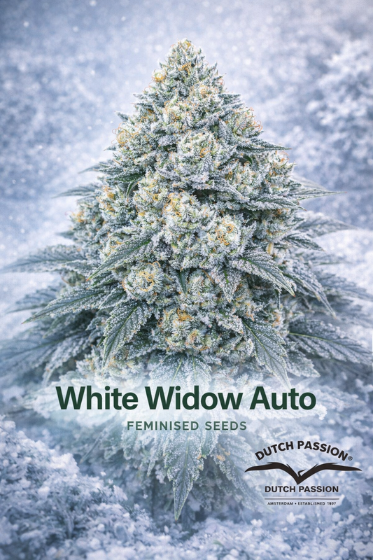 White Widow Auto cannabis plant artwork covered in heavy white trichomes, giving a snowy appearance. The plant sits against a frosty winter-style background, with large “White Widow Auto Feminised Seeds” text at the bottom and the Dutch Passion logo placed on the lower right.