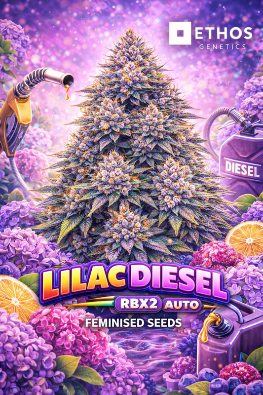Promotional artwork for Lilac Diesel RBX2 Auto Feminised Seeds by Ethos Genetics, showing a uniquely structured cannabis plant silhouette surrounded by lilac flowers and stylised diesel-themed props, set against a purple glowing background with bold strain text and the Ethos Genetics logo displayed.