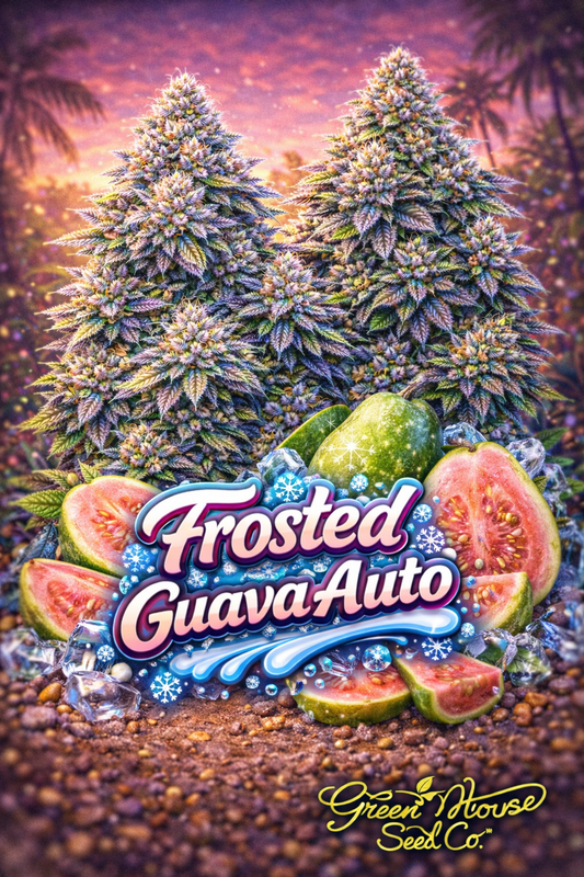 Hyper-realistic promotional artwork for Frosted Guava Auto Feminised Seeds by Greenhouse Seed Co., featuring multiple resin-coated cannabis plants with dense green and purple buds, set against a vibrant tropical sunset, with sliced guava fruits and ice crystals in the foreground, bold frosted strain text, and the Greenhouse Seed Co. logo.