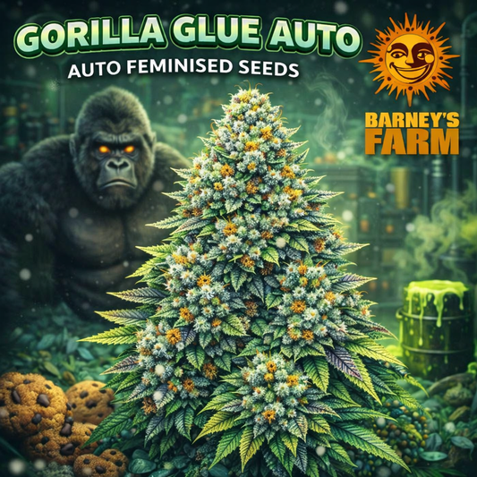 Gorilla Glue Auto Feminised Seeds by Barney’s Farm — detailed cannabis artwork showing a frosty auto-flower structure with dense resinous buds, stylised background and branded elements, created for UK seed collectors.