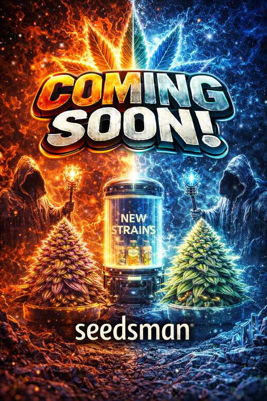 Jealousy Fast Feminised Seeds – Seedsman – Seedsman cannabis seeds (coming soon)