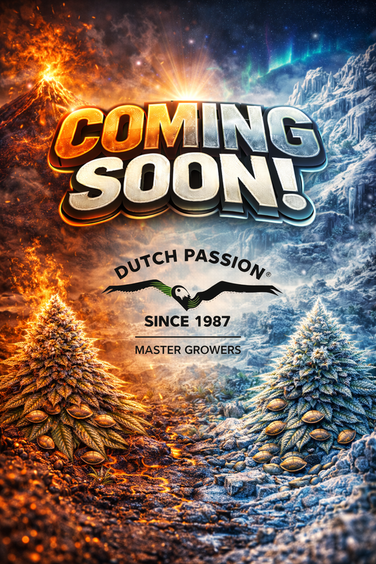 Red Tropicana Cookies Auto Feminised Seeds – Dutch Passion – Dutch Passion cannabis seeds (coming soon)