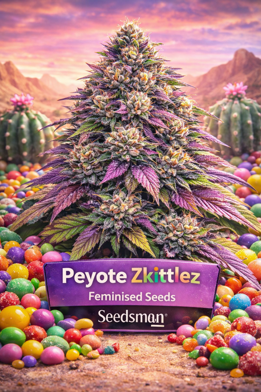 Peyote Zkittlez Feminised cannabis plant by Seedsman, showing a dense, resin-covered hybrid with purple and green foliage, bright orange pistils and heavy trichomes, set in a desert scene with peyote cacti and colourful candy pieces around the base, with a purple banner displaying the strain name and Seedsman branding.