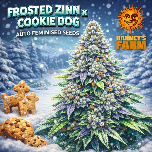 Frosted Zinn x Cookie Dog Auto Feminised Seeds by Barney’s Farm — detailed promotional artwork featuring a frosty multicoloured cannabis plant with unique auto-flower structure, stylised background and branded elements, created for UK seed collectors