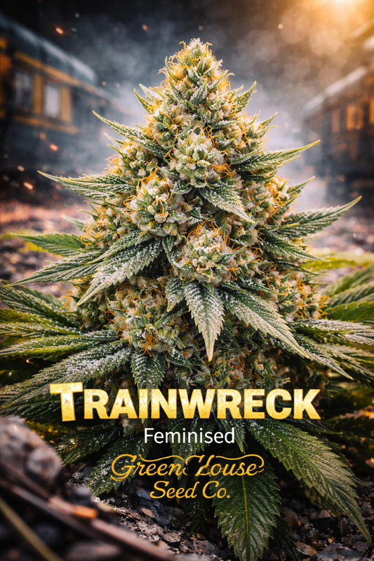 Trainwreck feminised cannabis plant by Greenhouse Seed Co., shown from a slightly elevated angle with angular bud structure, vibrant orange pistils and a dynamic train-themed background, presented as a UK collectable seed image.