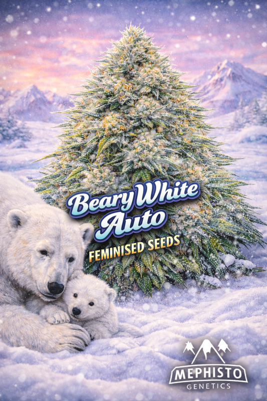 beary white auto feminised seeds image — hyper-realistic frosty cannabis plant covered in icy trichomes, snowy arctic landscape, polar bear with cub resting in snow, cold blue-white colour palette, bold icy strain name text, mephisto genetics logo, uk-compliant promotional artwork for laughing leaf seeds