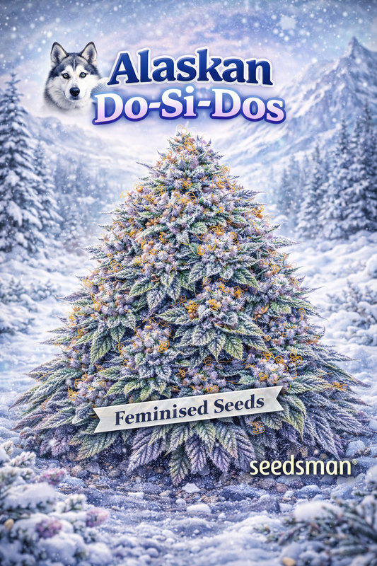 Hyper-realistic promotional artwork of “Alaskan Do-Si-Dos Feminised Seeds – Seedsman,” featuring a dense cannabis plant covered in thick frosty trichomes, purple-tinted buds, and bright orange pistils. The background shows a snowy Alaskan landscape with mountains and pine trees, along with a subtle husky graphic near the strain name. A “Feminised Seeds” banner and the Seedsman logo appear at the bottom. No grow equipment shown.