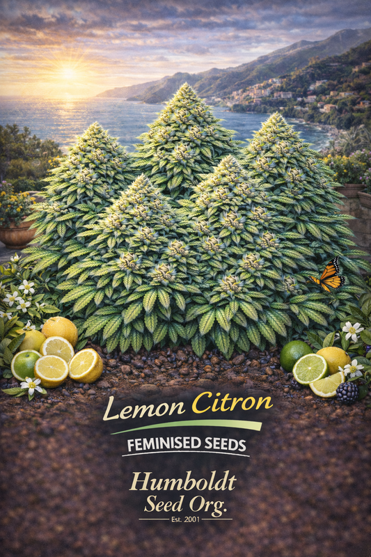 A realistic Lemon Citron cannabis plant cluster set against a sunny Mediterranean coastline with lemons and citrus blossoms, with the strain name and Humboldt Seed Org. logo visible.