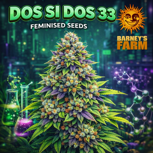 Dos Si Dos 33 Feminised Seeds by Barney’s Farm — high-detail promotional cannabis artwork with frosty multicoloured buds, stylised background and branded elements, created for UK seed collectors.