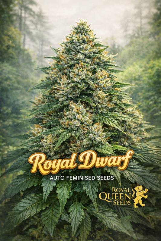 Royal Dwarf Auto cannabis plant with dense frosty green and orange buds, surrounded by broad dark-green leaves, set against a misty forest background, featuring the Royal Dwarf strain name in bold golden lettering and the Royal Queen Seeds logo.