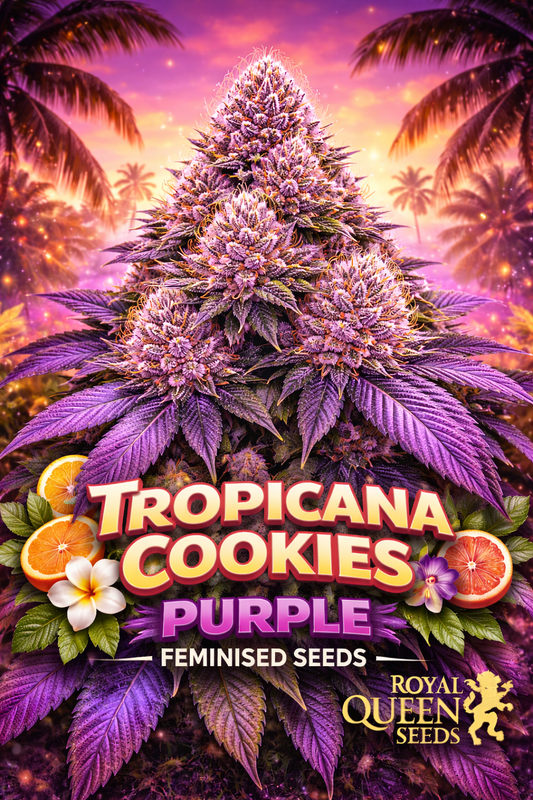 Hyper-realistic promotional image of a large purple Tropicana Cookies cannabis bud with dense trichomes and bright orange pistils, set against a tropical sunset with palm trees and glowing particles. Bold “Tropicana Cookies Purple Feminised Seeds” text appears at the bottom with tropical fruit and flower accents and the Royal Queen Seeds logo.