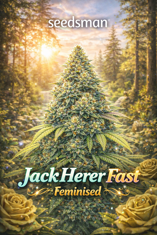 Jack Herer Fast Feminised cannabis plant promotional artwork with dense frosty buds, golden sunlit forest background, yellow roses in the foreground, Seedsman logo, and bold gradient strain name at the bottom