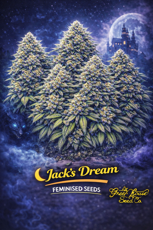 A realistic Jack’s Dream cannabis plant cluster in a dark, mystical night scene with glowing fog, a distant moonlit castle, and a creature with blue eyes, with the strain name and Greenhouse Seed Co. logo visible.