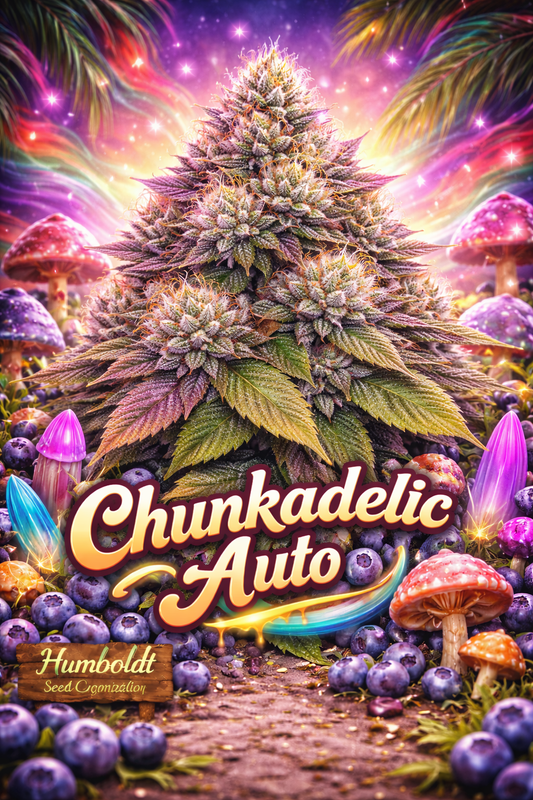 Hyper-realistic Chunkadelic Auto Feminised Seeds artwork by Humboldt Seed Company, featuring a dense frosty cannabis plant with purple-green tones, psychedelic glowing mushroom elements, colourful trippy background swirls, blueberries, and bold multicoloured strain name typography.