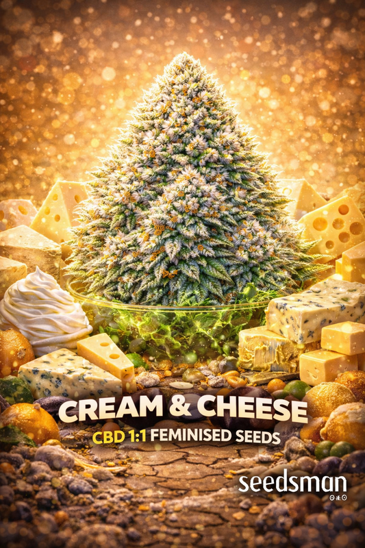 Hyper-realistic promotional image of a large frosty Cream & Cheese CBD 1:1 cannabis bud with dense trichomes and white-gold tones, surrounded by an assortment of cheeses, cream swirls, and golden crumbs. Warm glowing bokeh fills the background. Bold “Cream & Cheese CBD 1:1 Feminised Seeds” text appears at the bottom with the Seedsman logo.