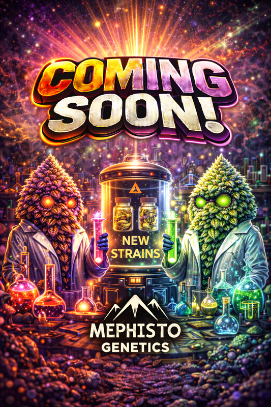 Orange Diesel Auto Feminised Seeds – Mephisto Genetics – Mephisto Genetics cannabis seeds (coming soon)