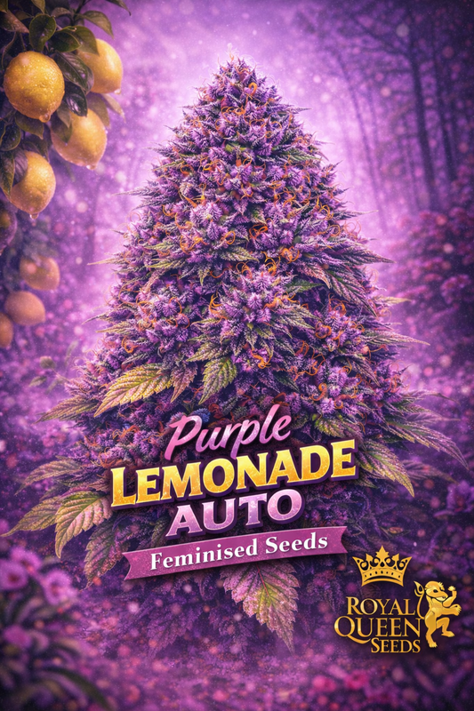 Hyper-realistic promotional artwork of “Purple Lemonade Auto Feminised Seeds – Royal Queen Seeds,” featuring a dense purple cannabis plant with frosty trichomes and bright orange pistils, set in a misty purple forest. The image includes bold “Purple Lemonade Auto” text, a “Feminised Seeds” banner, the Royal Queen Seeds lion logo, and subtle hanging lemons to match the strain name. No grow equipment shown.