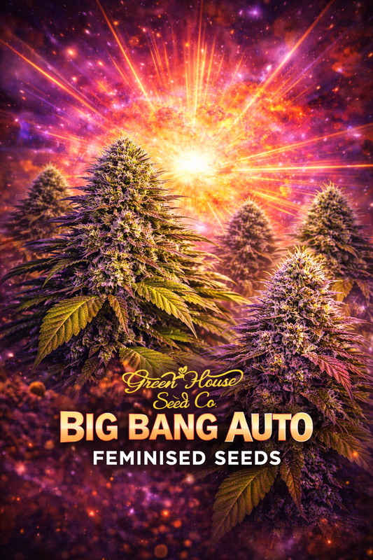 Portrait image of Big Bang Auto feminised cannabis plant set against a bright cosmic big bang explosion background, with centred bottom text and Green House Seed Co. logo in a vivid, colourful design