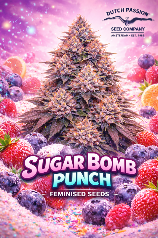 Promotional artwork for Sugar Bomb Punch Feminised Seeds by Dutch Passion, featuring a frosty, uniquely shaped cannabis plant silhouette surrounded by colourful berries, pastel sugar sprinkles and a dreamy pink-purple background, with the strain name and Dutch Passion logo displayed.