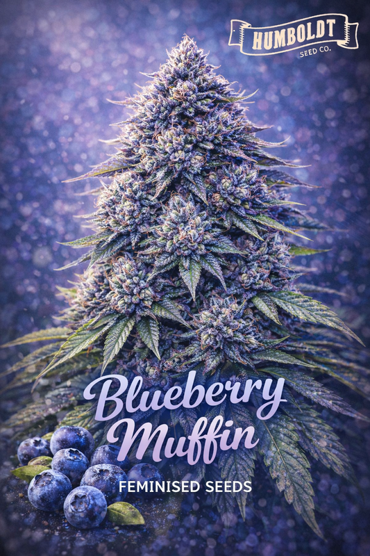 Blueberry Muffin Feminised Seeds product image showing a frosty purple-tinted cannabis plant with dense buds, fresh blueberries at the base, and a soft blue-purple background with the Humboldt Seed Co. logo and bold Blueberry Muffin strain title.