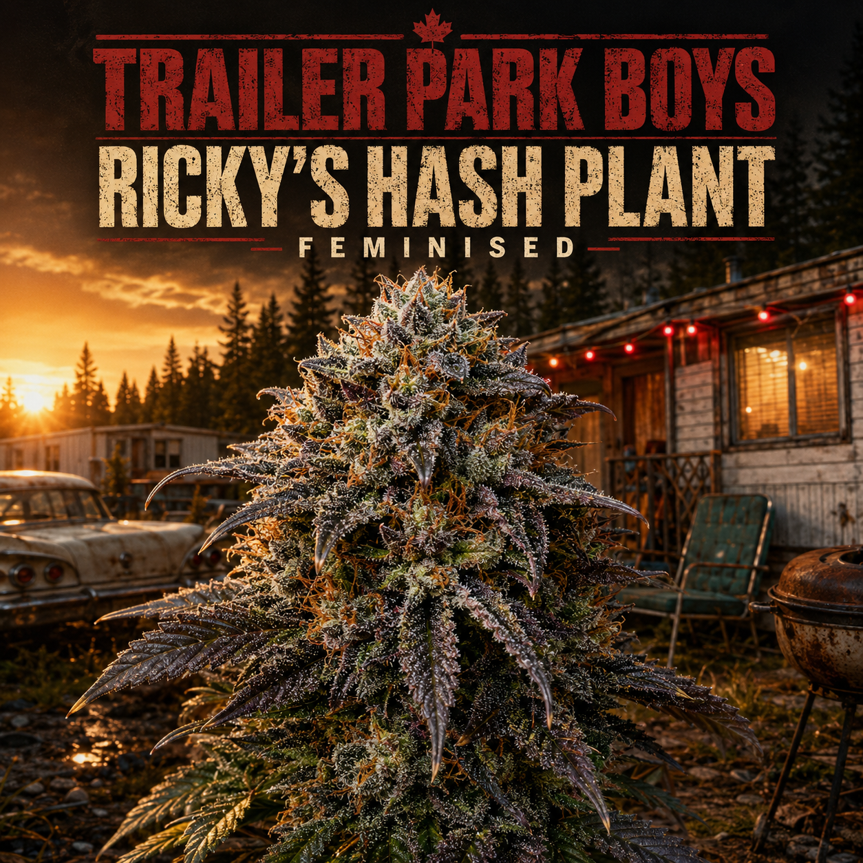 A large, frosty cannabis plant stands in front of a rustic outdoor scene with an RV, a vintage car, string lights, and a grill. Bold text at the top reads 'TRAILER PARK BOYS', 'RICKY'S HASH PLANT', and 'FEMINISED'.
