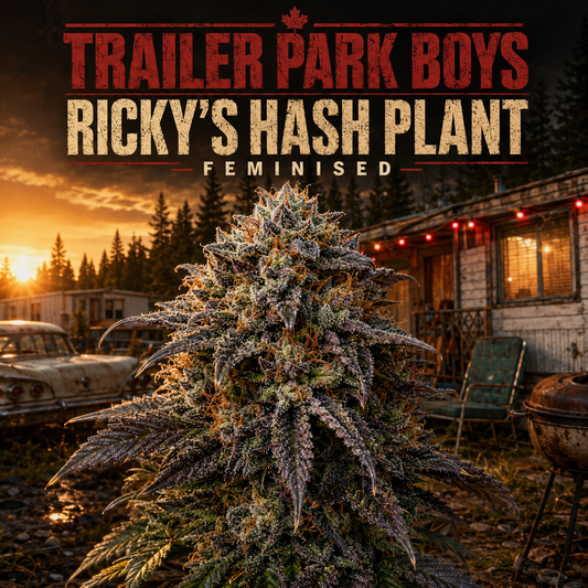A large, frosty cannabis plant stands in front of a rustic outdoor scene with an RV, a vintage car, string lights, and a grill. Bold text at the top reads 'TRAILER PARK BOYS', 'RICKY'S HASH PLANT', and 'FEMINISED'.