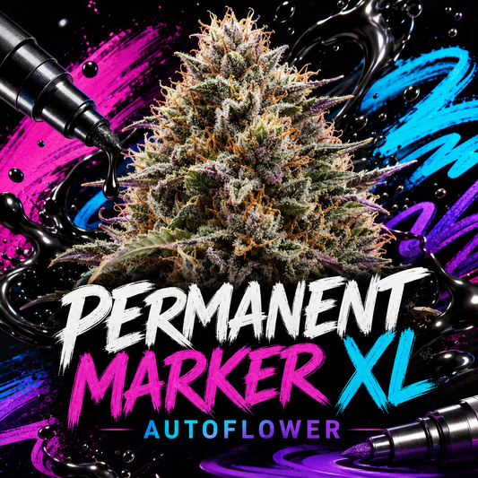 A large, detailed cannabis bud centered on a black background with colorful paint-like splashes in pink, blue, and purple. Bold text at the bottom reads 'PERMANENT MARKER XL' with 'AUTOFLOWER' underneath, and stylus pens appear at the corners.