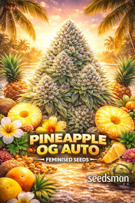 Hyper-realistic promotional image of a large frosty Pineapple OG Auto cannabis bud with dense trichomes and green-gold tones, surrounded by sliced pineapples, tropical flowers, coconuts, oranges, and palm trees. A golden tropical sunset lights the scene. Bold “Pineapple OG Auto Feminised Seeds” text appears at the bottom with the Seedsman logo.