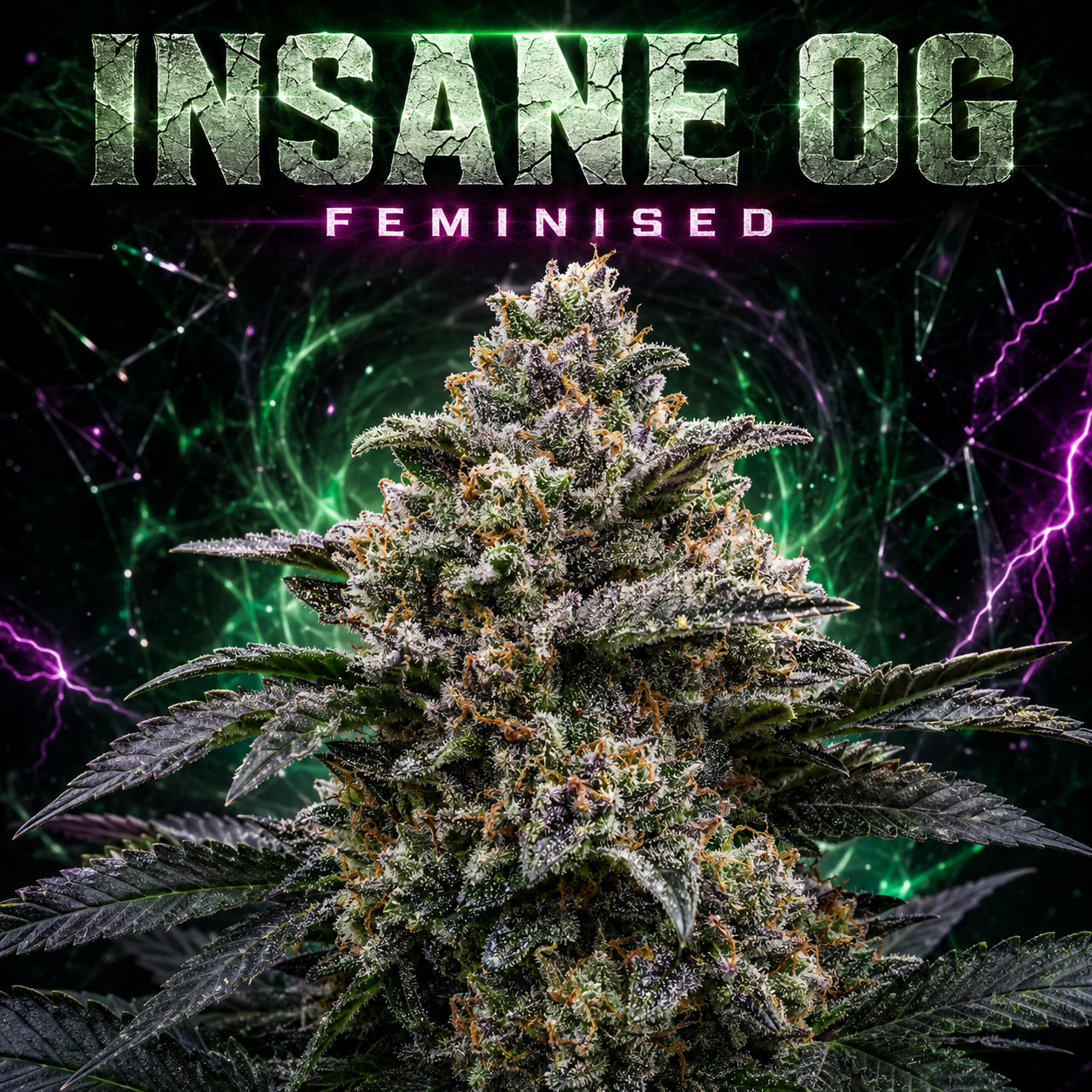 insane og feminised image