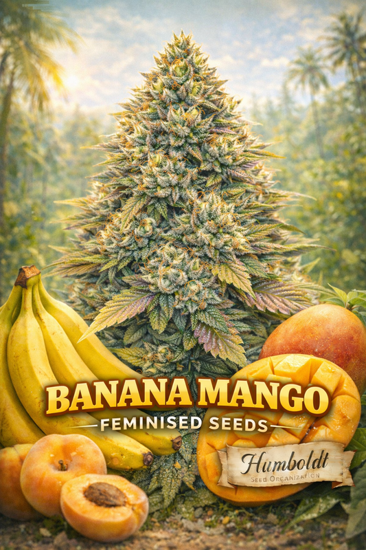 Hyper-realistic Banana Mango cannabis plant artwork with frosty yellow-green buds, tropical background with palm trees, ripe bananas and sliced mango in the foreground, strain name ‘Banana Mango Feminised Seeds’ and Humboldt Seed Co. logo at bottom.