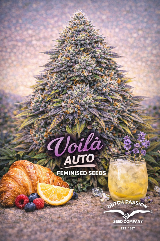 Hyper-realistic promotional artwork of Voila Auto cannabis plant with dense frosty buds in green, purple, and orange tones, set against a soft pastel background. A croissant, mixed berries, an orange slice, and a lavender-infused drink appear at the bottom. Bold purple and white strain name text and breeder branding are clearly displayed.