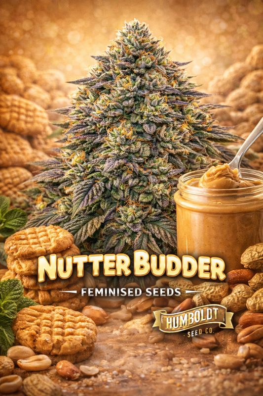 Nutter Budder Feminised Seeds by Humboldt Seed Co – hyper-realistic cannabis plant with dense frosty green-purple buds and orange pistils, surrounded by peanut butter cookies, peanuts and a jar of peanut butter, all in warm nut-themed colours; bold NUTTER BUDDER text centred at the bottom with the Humboldt Seed Co logo underneath
