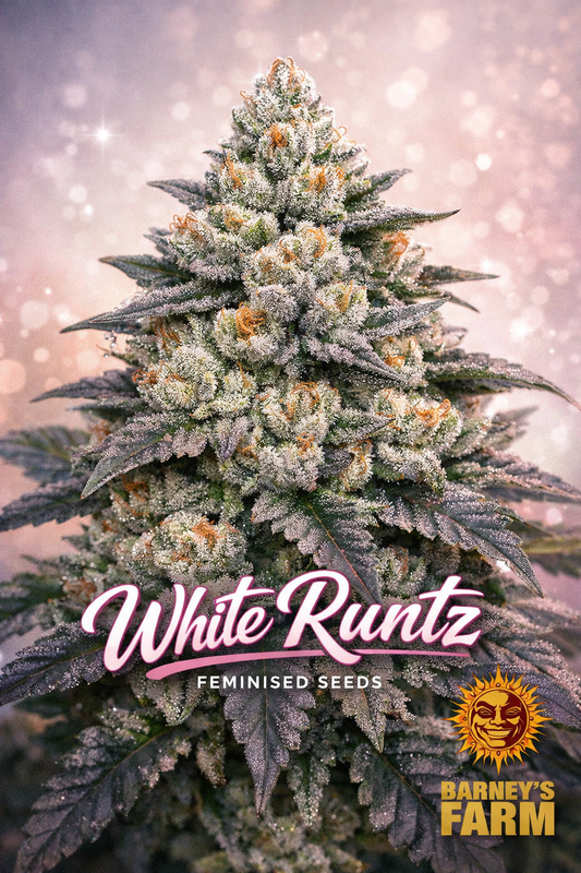 White Runtz cannabis plant artwork featuring a dense, frosty bud structure with heavy trichome coverage, pastel pink-white bokeh background, large “White Runtz Feminised Seeds” text in pink script at the bottom, and the Barney’s Farm logo placed in the lower right corner.