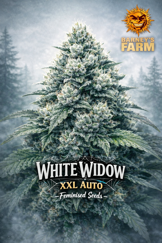 High-detail promotional artwork of White Widow XXL Auto by Barney’s Farm, featuring a frosty, resin-rich cannabis plant with heavy white trichomes, a misty forest background, distinct White Widow text styling, and the Barney’s Farm logo. No cultivation imagery shown.