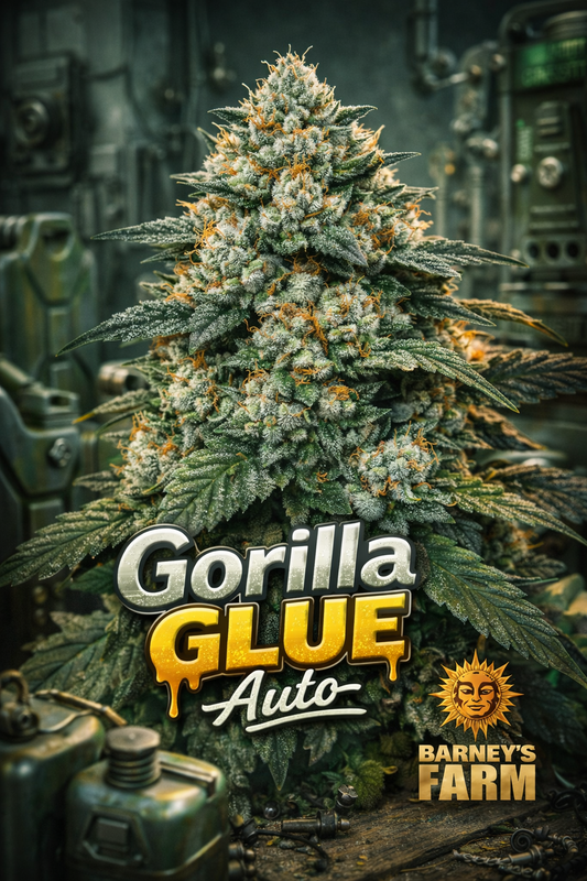 Hyper-realistic promotional artwork of “Gorilla Glue Auto Feminised Seeds – Barney’s Farm,” showing a dense, frosty cannabis plant with bright green buds and heavy trichomes, a rugged industrial-style background with scattered metal tools as subtle “glue” cues, bold metallic strain name text, and the Barney’s Farm sun logo in the corner. No grow equipment shown.