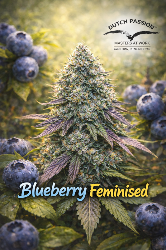 Blueberry Feminised cannabis plant promotional artwork with frosty purple-green buds, ripe blueberries in the background, warm sunlight, Dutch Passion logo, and bold strain name at the bottom