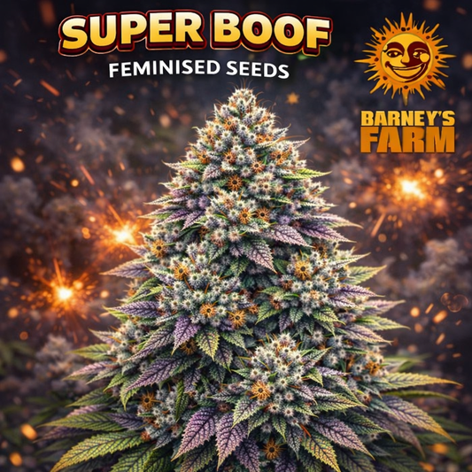 “Super Boof Feminised Seeds by Barney’s Farm — hyper-realistic cannabis plant artwork with dense frosty buds and natural colour detail, set against a stylised background with branded elements, created for UK seed collectors.