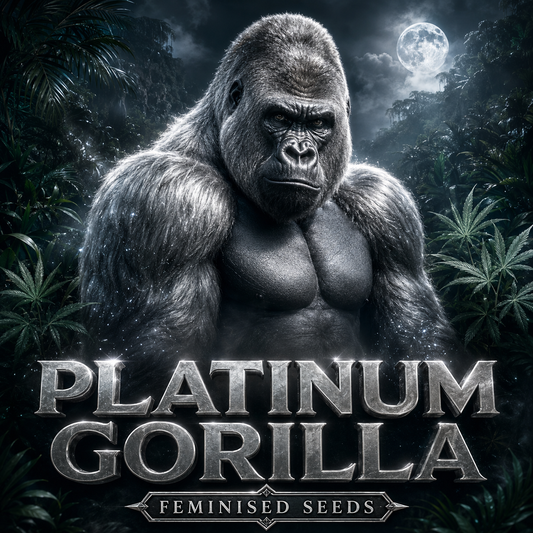 Digital cover art featuring a highly detailed, muscular silver-gray gorilla in a dark jungle at night under a full moon, with the text 'PLATINUM GORILLA' and 'FEMINISED SEEDS' overlaid at the bottom.