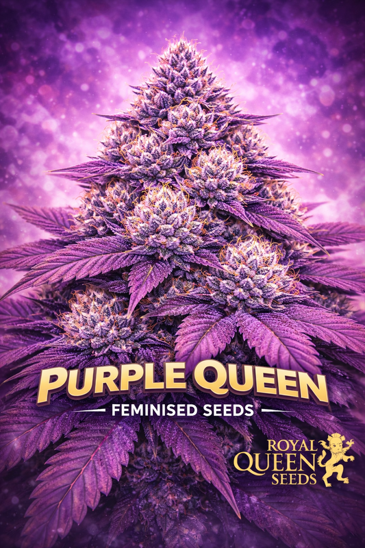 Hyper-realistic close-up of a frosty Purple Queen cannabis plant with dense deep-purple buds and bright orange pistils, set against a glowing purple background with soft bokeh. Bold “Purple Queen Feminised Seeds” text appears at the bottom with the Royal Queen Seeds logo.