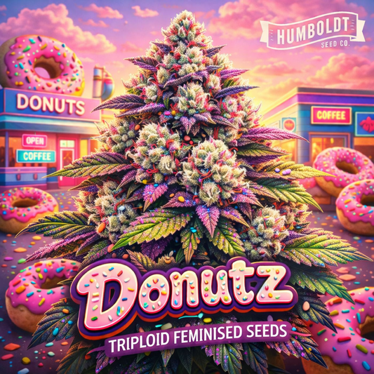 Hyper-realistic Donutz Triploid Feminised Seeds artwork by Humboldt Seed Co., featuring a colourful frosty cannabis plant with sprinkle-like details, vibrant green and purple leaves, and a playful doughnut-shop backdrop with bold pink strain name typography.