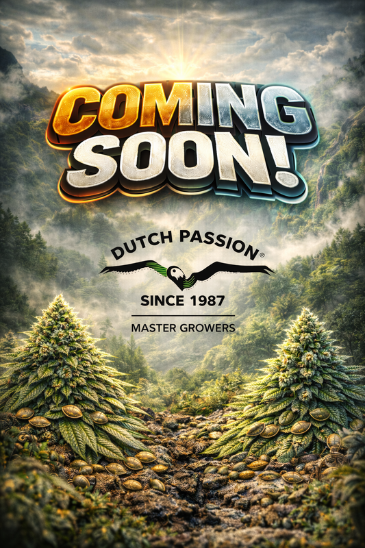 Oh My Gusher Auto Feminised Seeds – Dutch Passion – Dutch Passion cannabis seeds (coming soon)