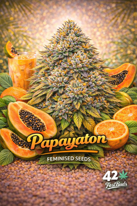 A frosty Papayaton cannabis plant with tropical papaya and citrus accents, with the strain name and Fast Buds logo clearly shown.