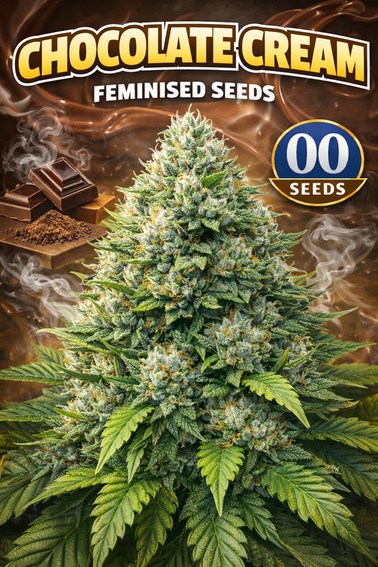 Advertising image for Chocolate Cream Feminised Seeds by 00 Seeds, featuring a dense, frosty cannabis plant with rich green leaves and orange pistils, set against a warm chocolate-themed background with cocoa powder, chocolate pieces, and the 00 Seeds logo.